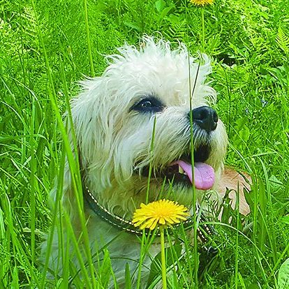 https://www.ddtry.fi/wp-content/uploads/2026/07/cropped-voikukka_3-3.jpg